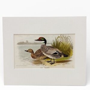Vintage Falcated Ducks Game Sporting Birds Chromolithograph Print Matted